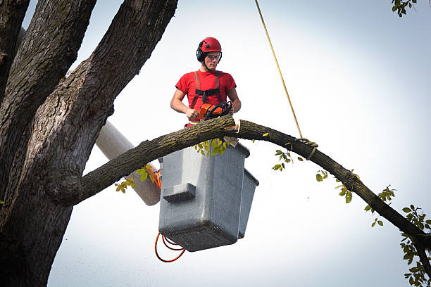 Trusted Mccamey, TX Tree Care Services Experts